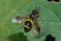 Chrysotoxum bicinctum